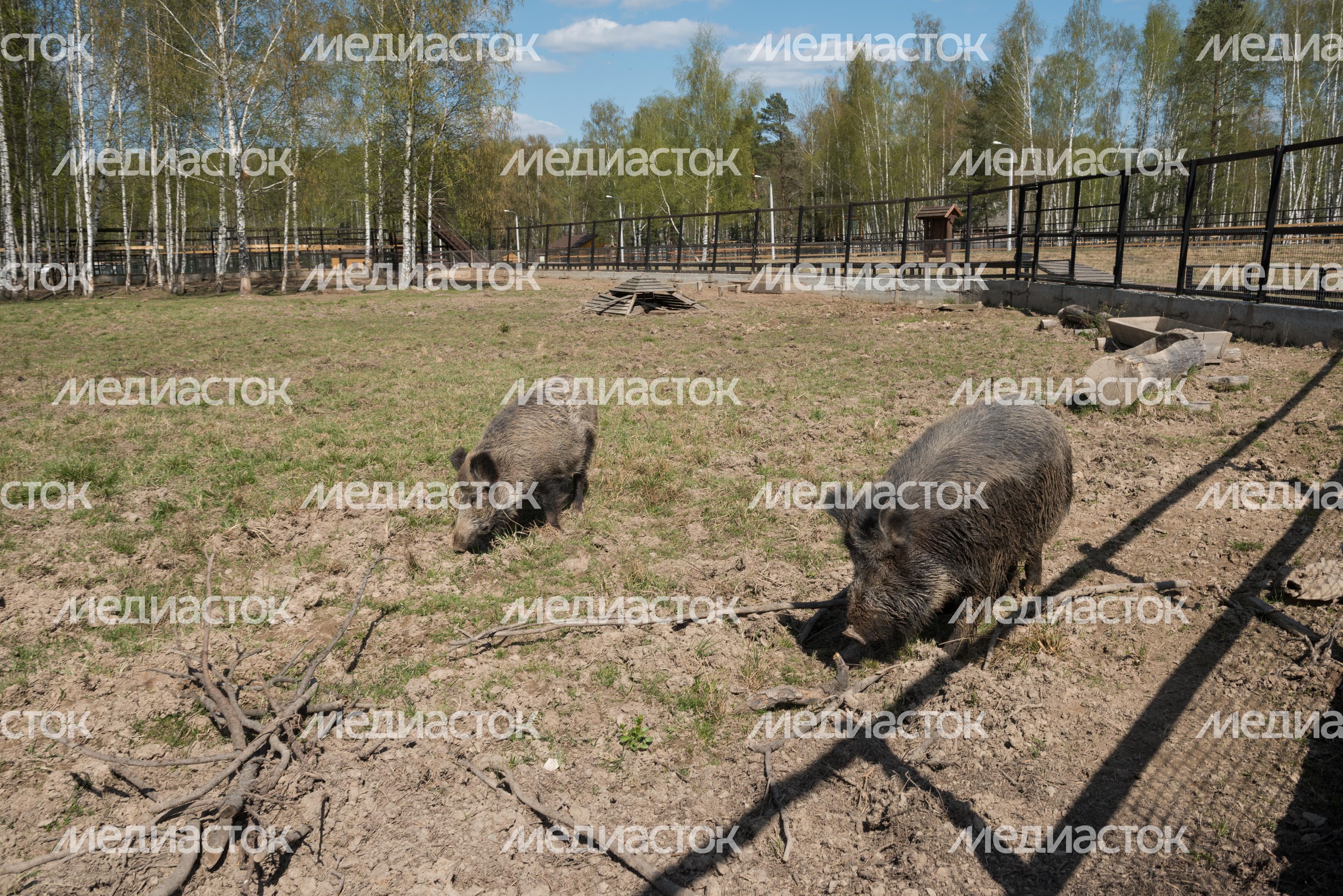 Национальный парк Лосиный остров