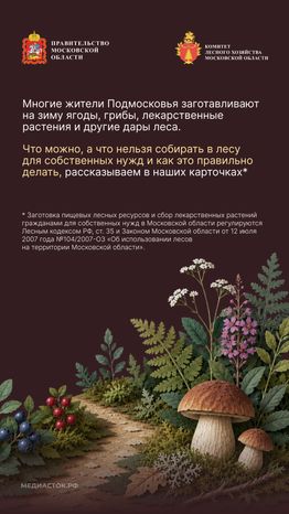 Ягоды, грибы, лекарственные растения вертикаль 02