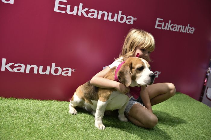 Всемирная выставка собак World Dog Show 2016 в МВЦ «Крокус Экспо»