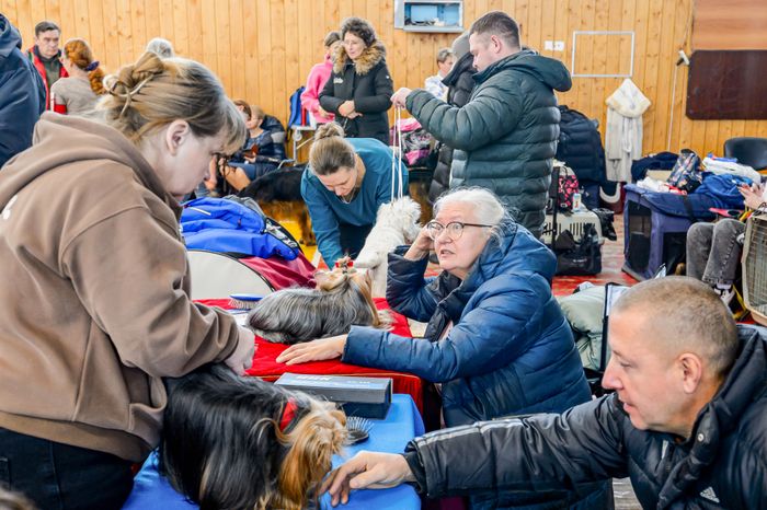 Богородский. Ногинск. Выставка собак всех пород