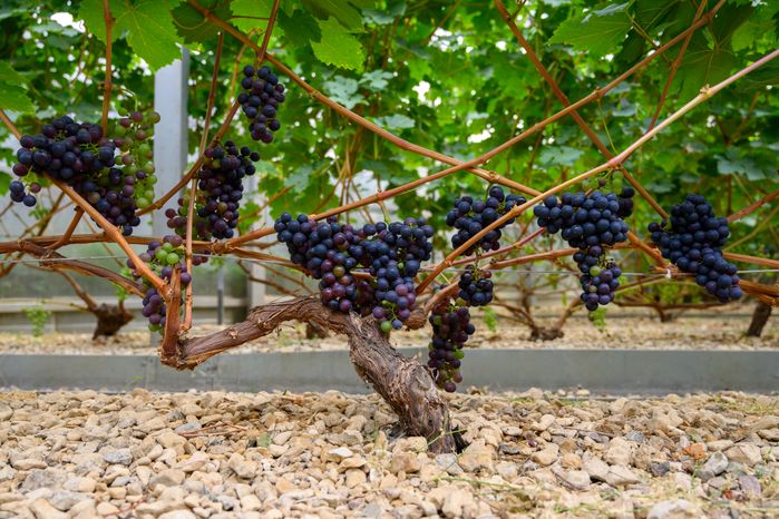 Из подмосковного винограда производят опытные образцы вина на винодельне Nordwine в Раменском круге