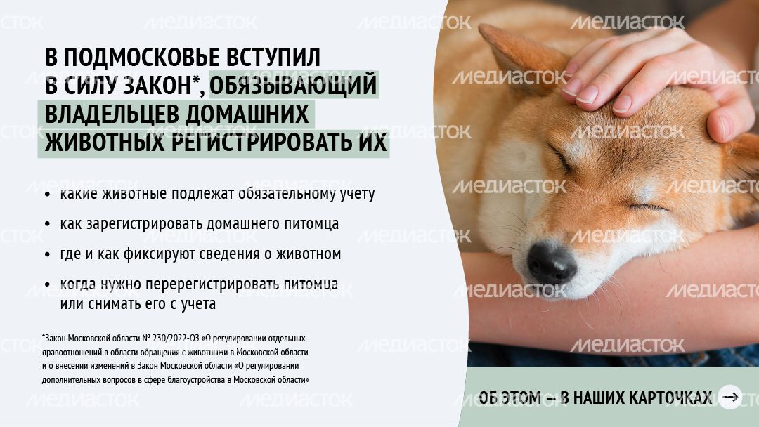 Зарегистрировать домашнее животное ред 2-горизонталь-02.png