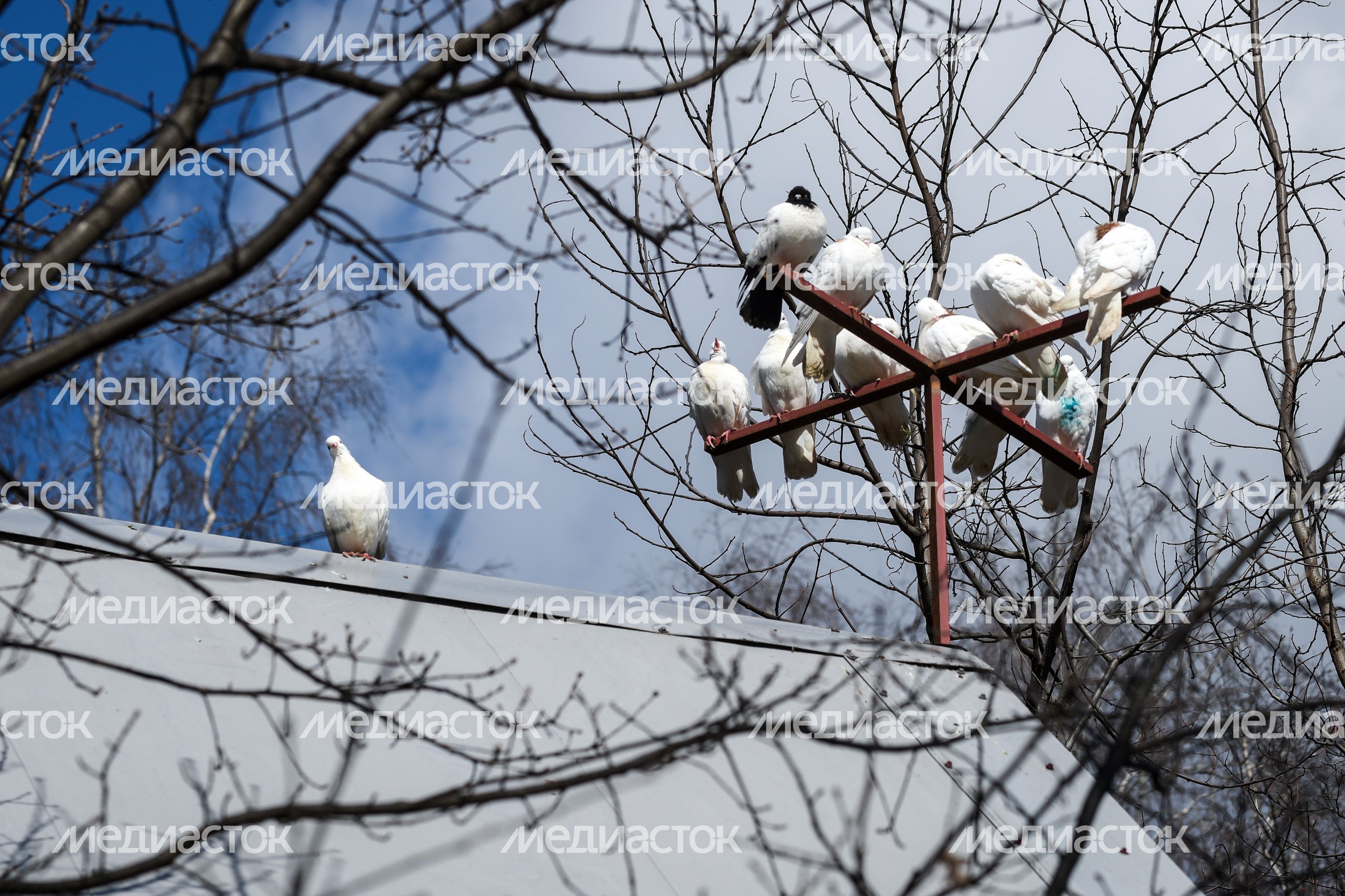 Голубятня в Москве
