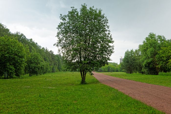 Мещерский парк в Одинцовском округе