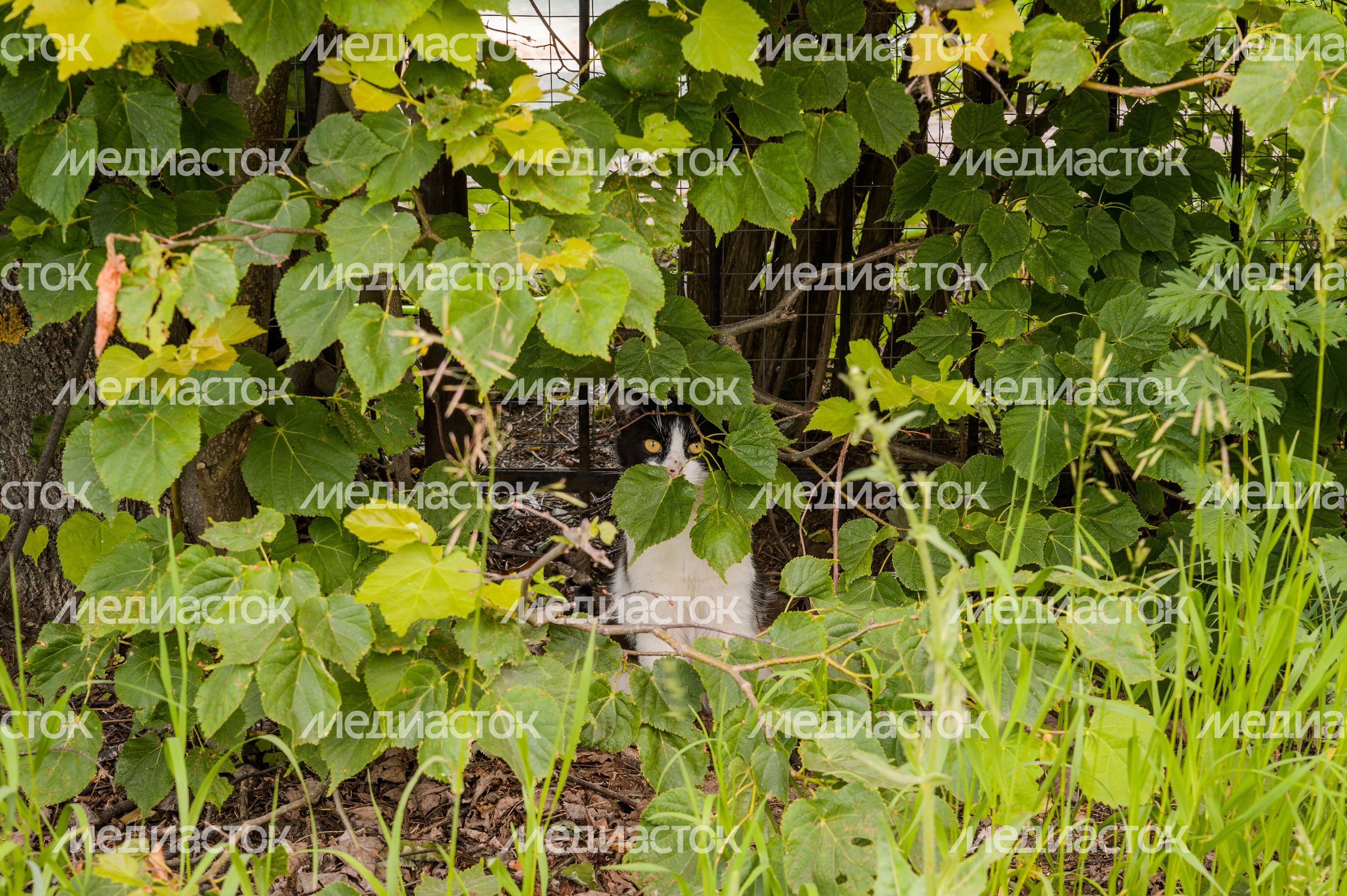 Церковь Николая Чудотворца