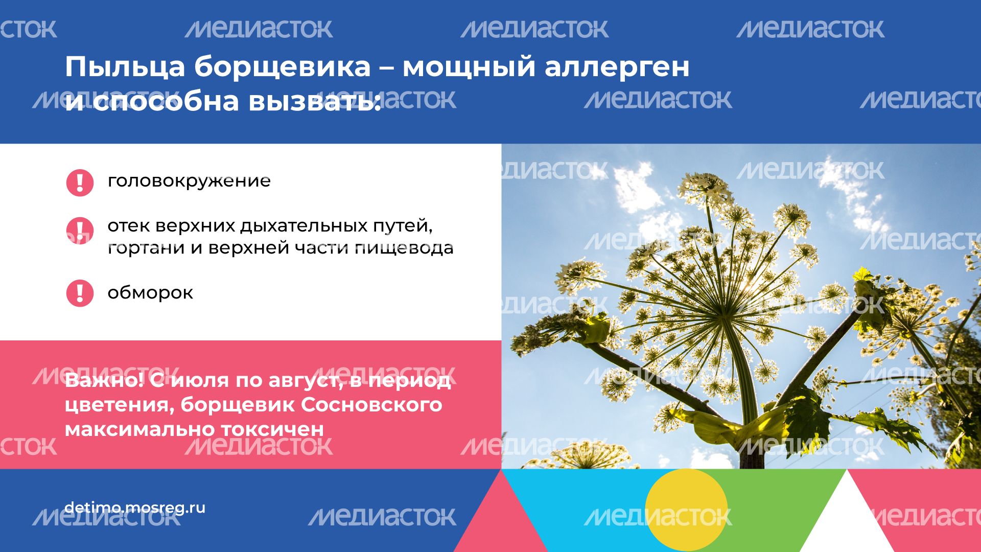 Горизонталь_Борщевик Сосновского_04.png