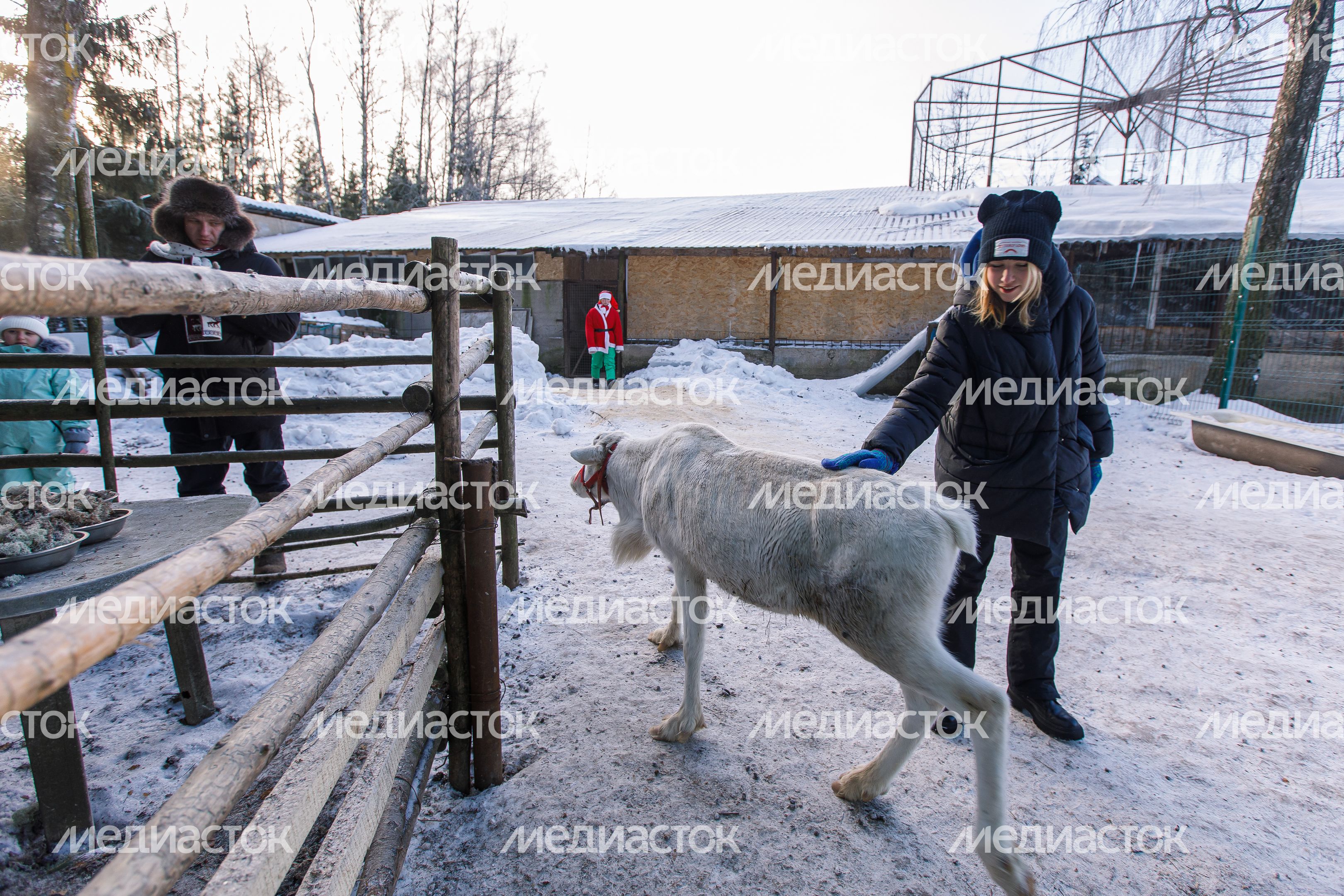 Оленья ферма ZooОleni в Рузском округе