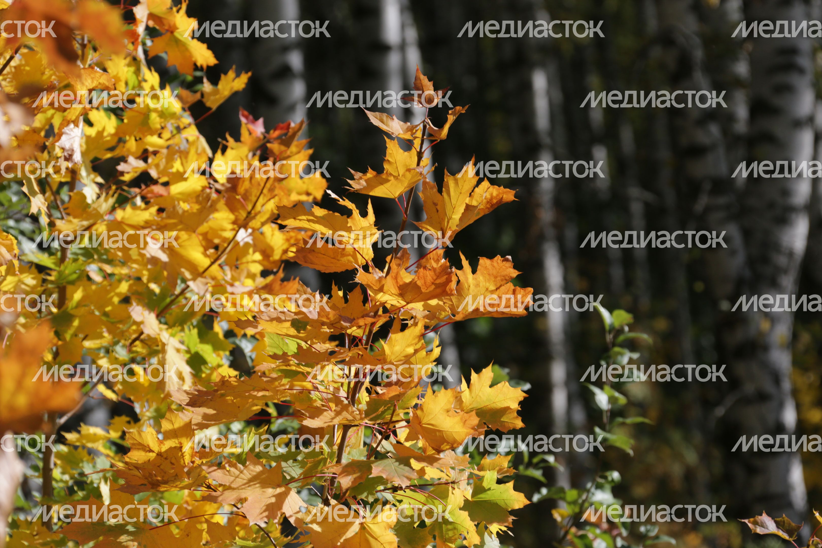 Осень в Кашире