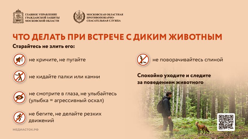 Что делать при встрече с диким животным горизонталь 04