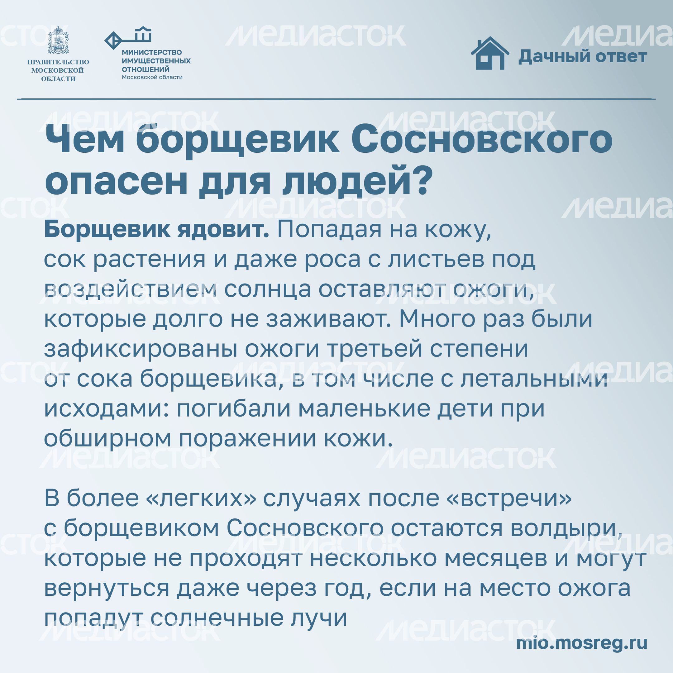 Дачный ответ_борщевик-14.jpg