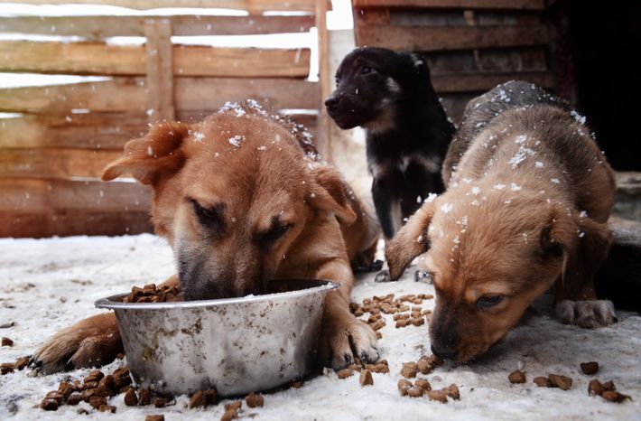 Собачий приют в Воскресенске