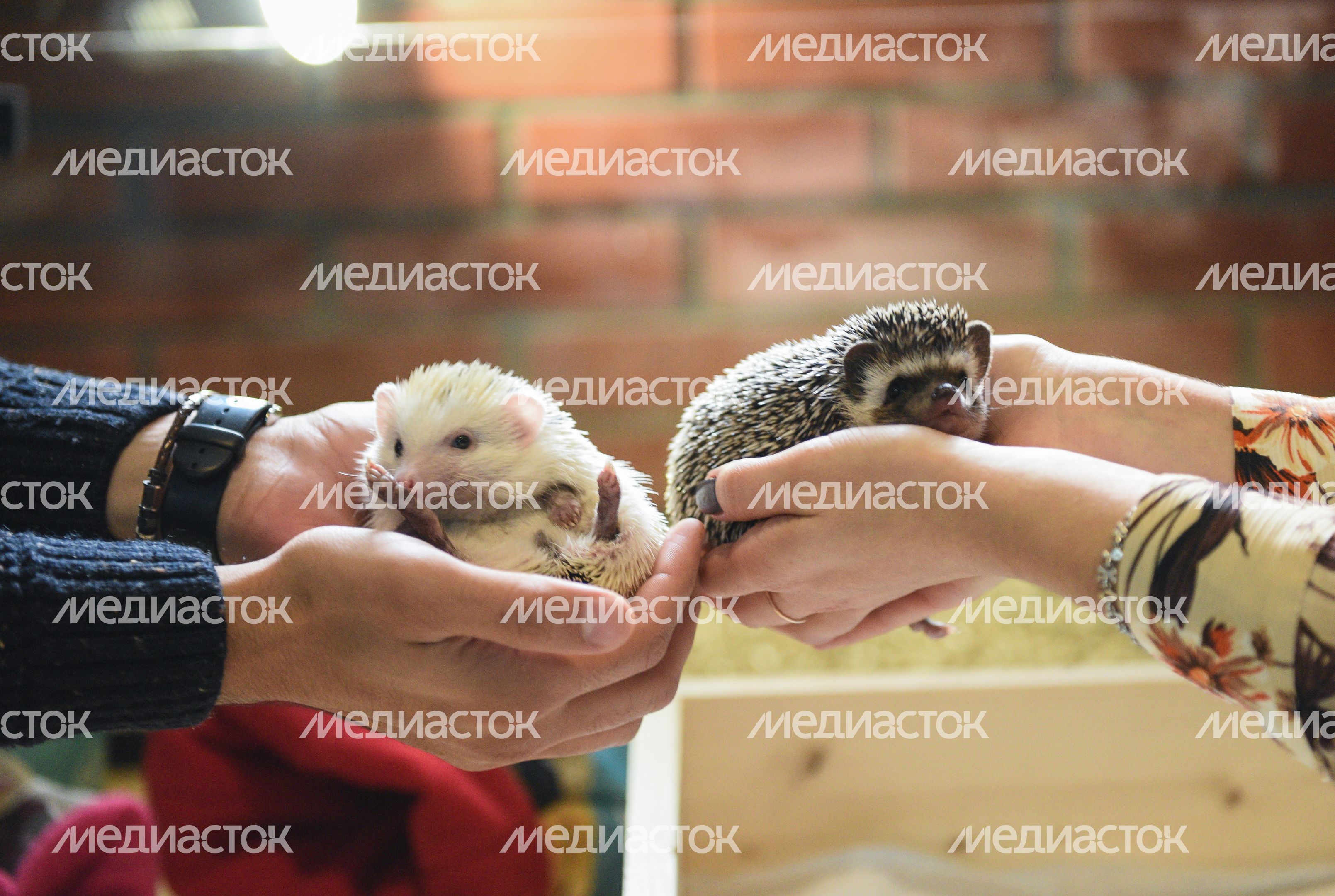 Кафе «Ежеминутка»