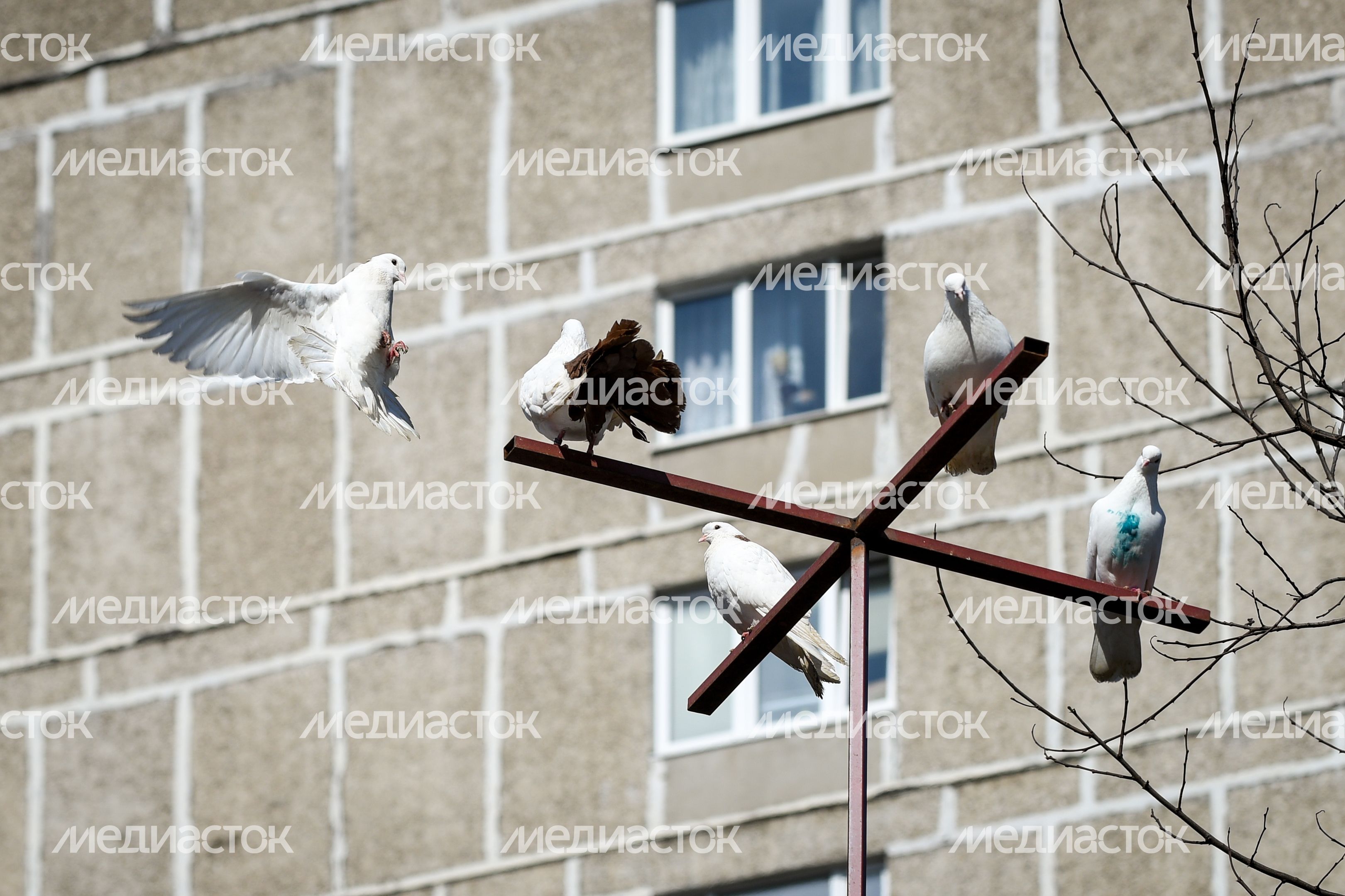 Голубятня в Москве