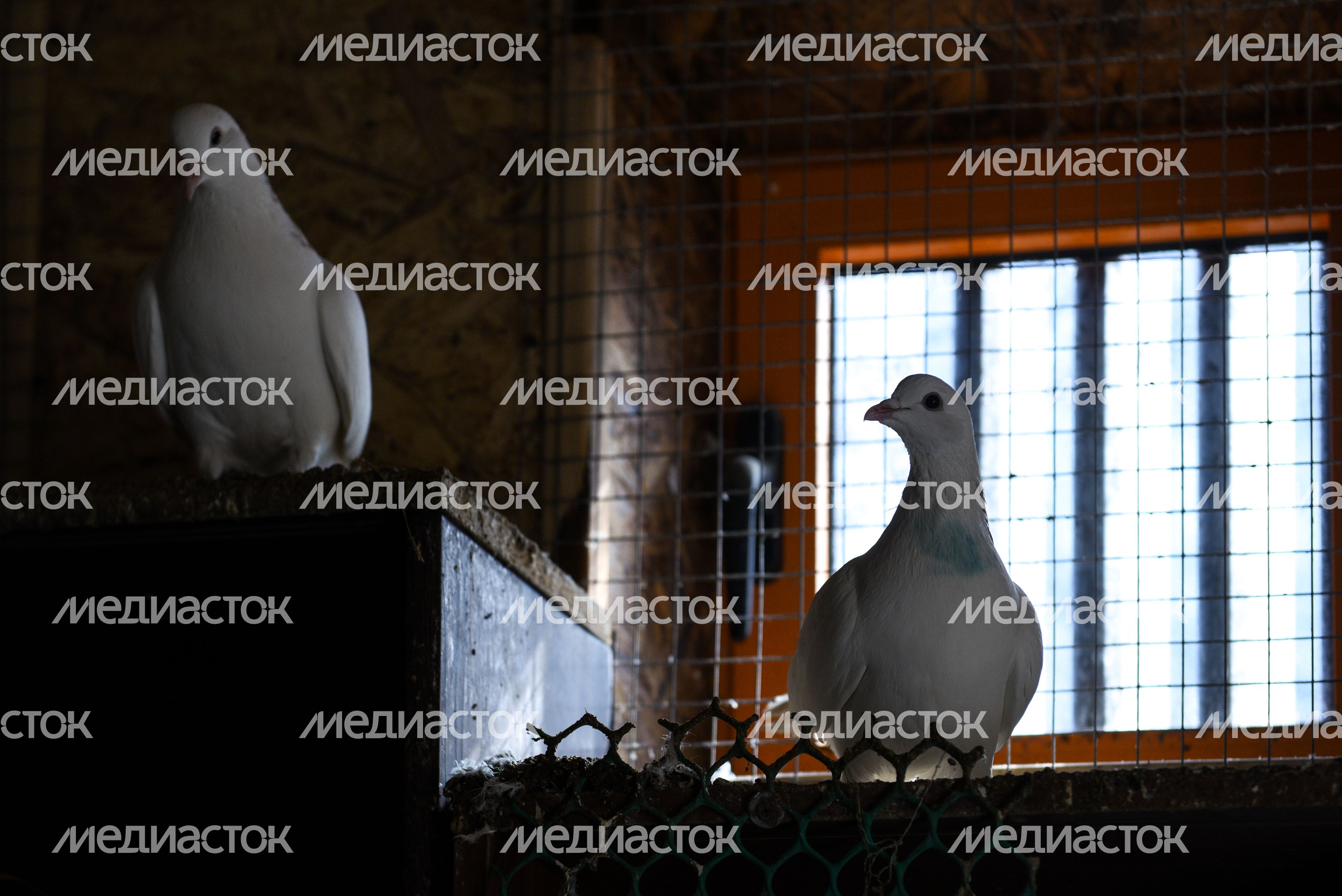 Голубятня в Москве