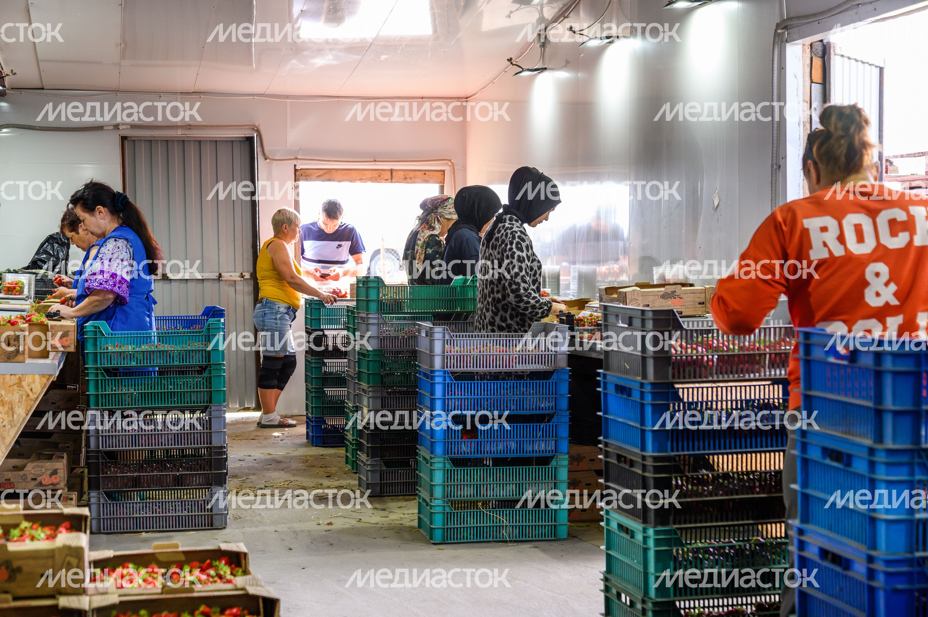 Луховицкая клубника на полях ООО "Русская ягода"