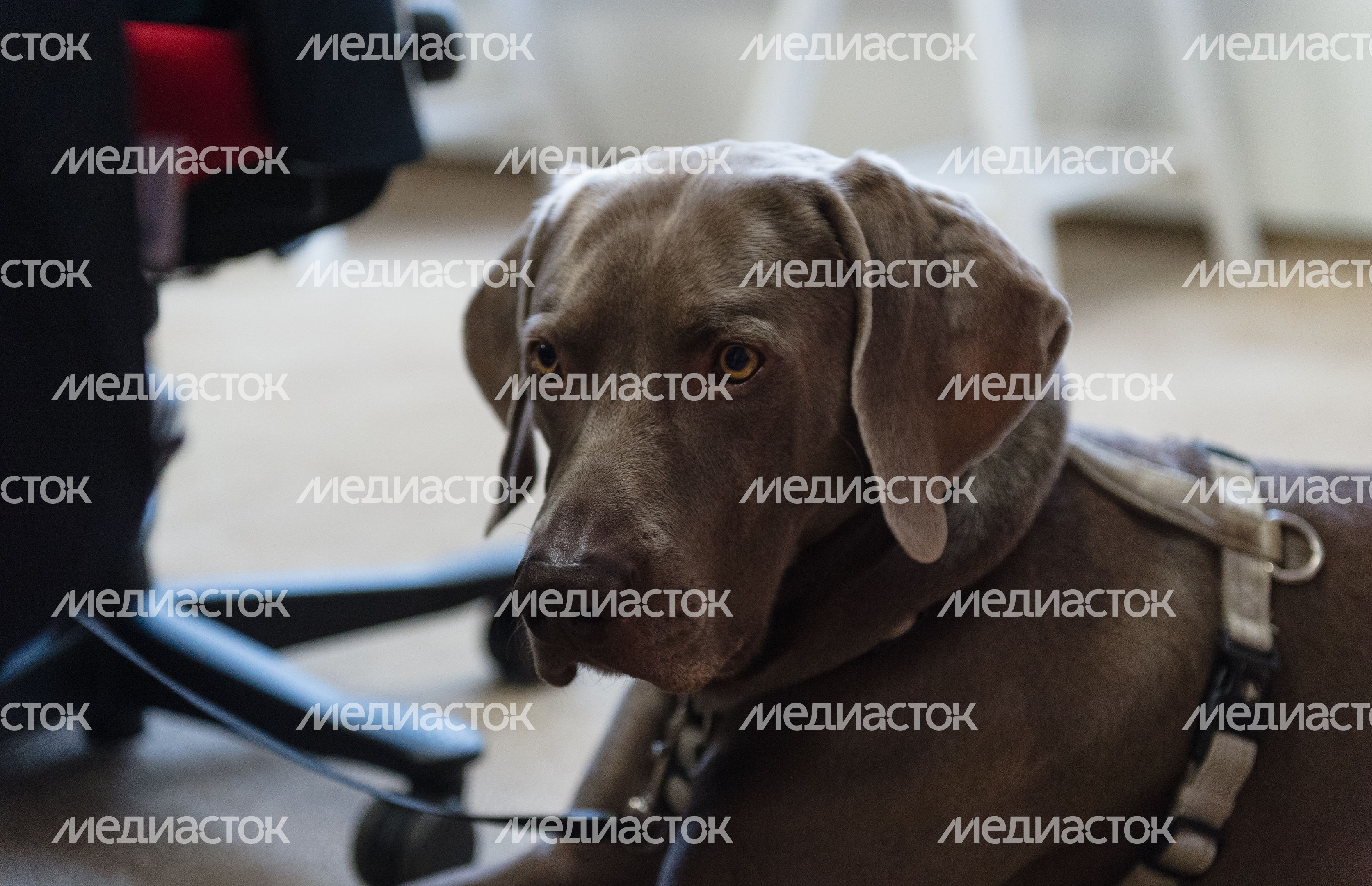 Pet‑friendly офис Purina