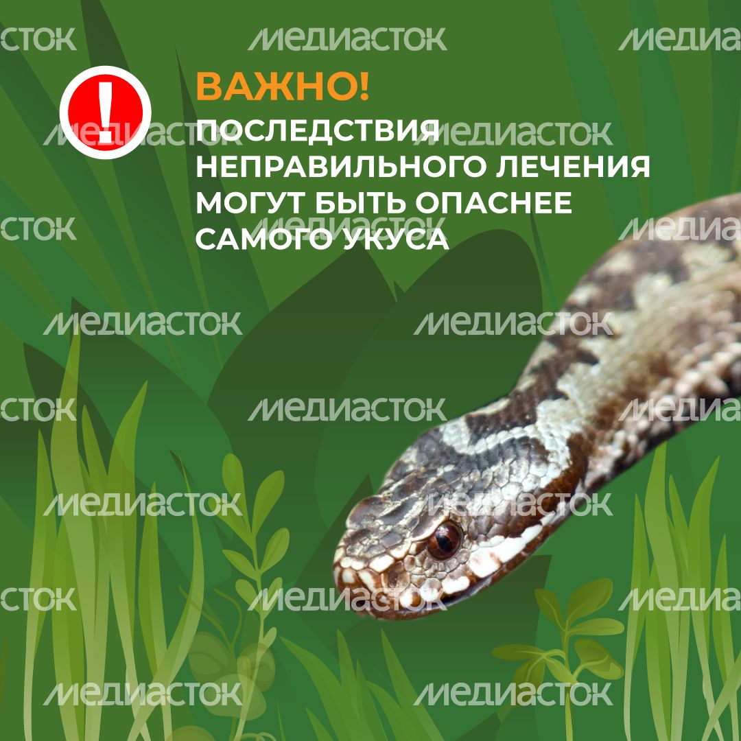 комлесхоз_змеи_кв_9