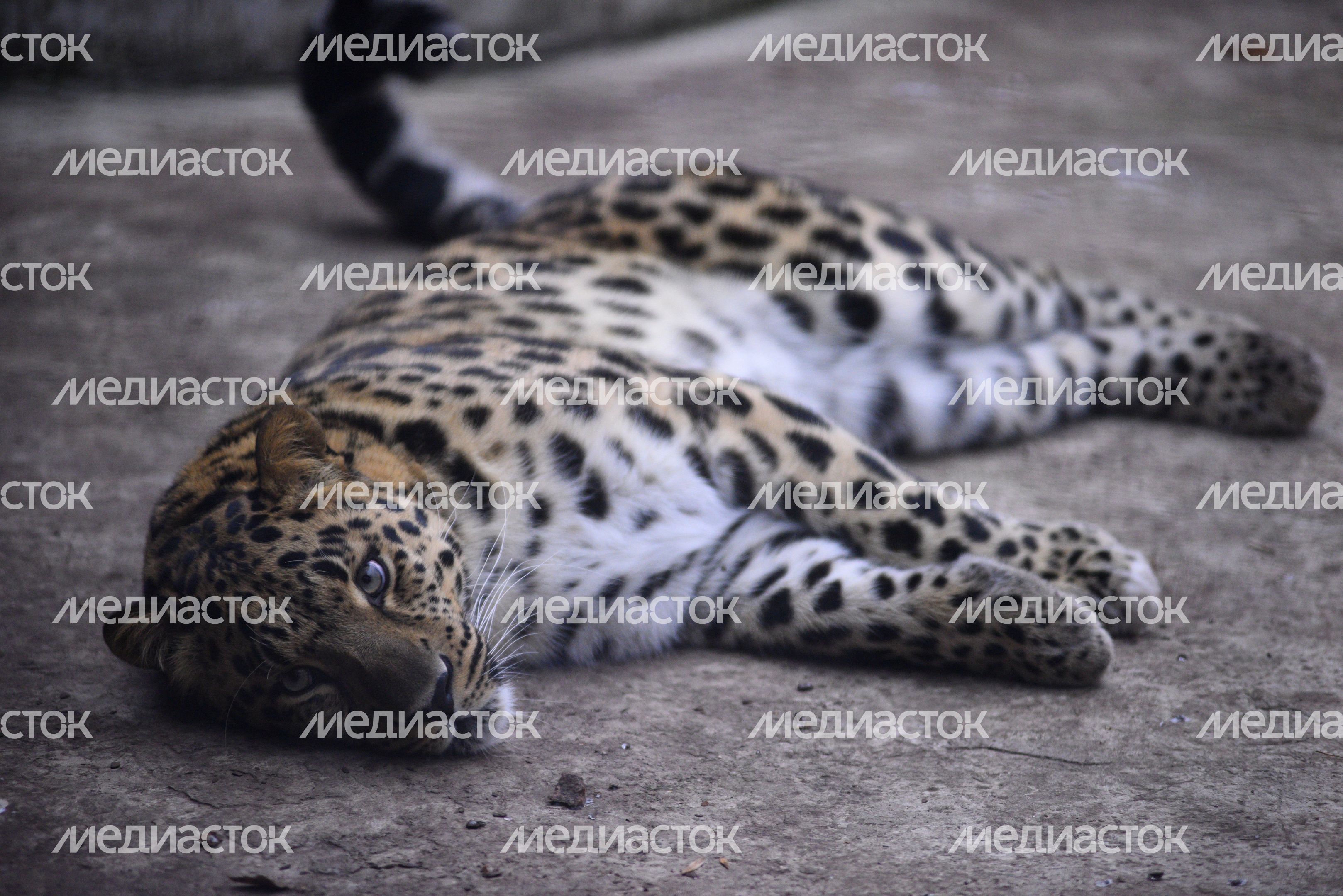 Московский зоопарк Московский зоопарк