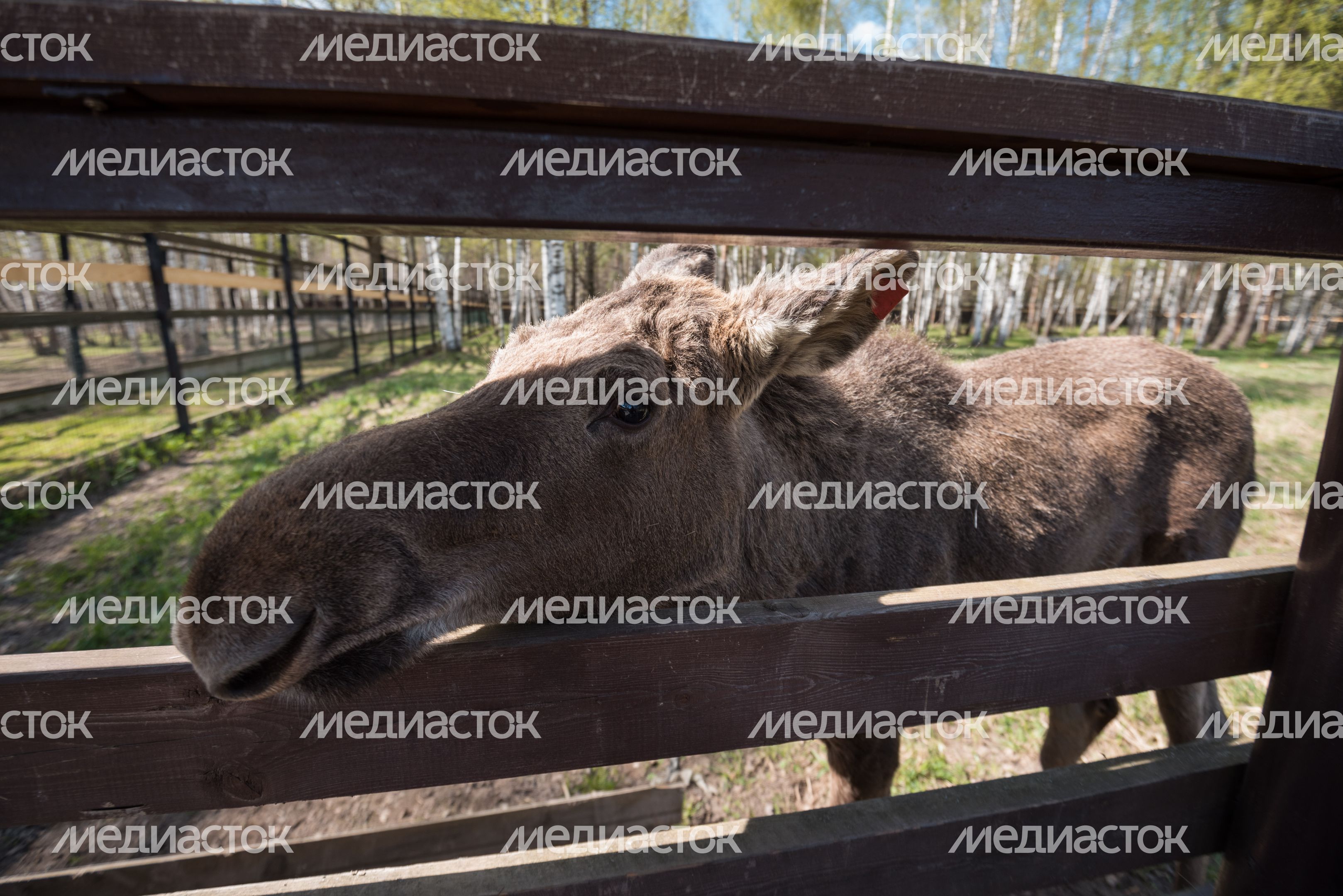 Национальный парк Лосиный остров