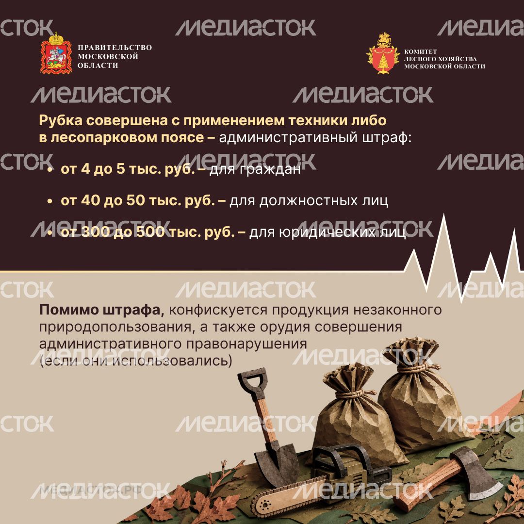 Незаконная рубка квадрат 04
