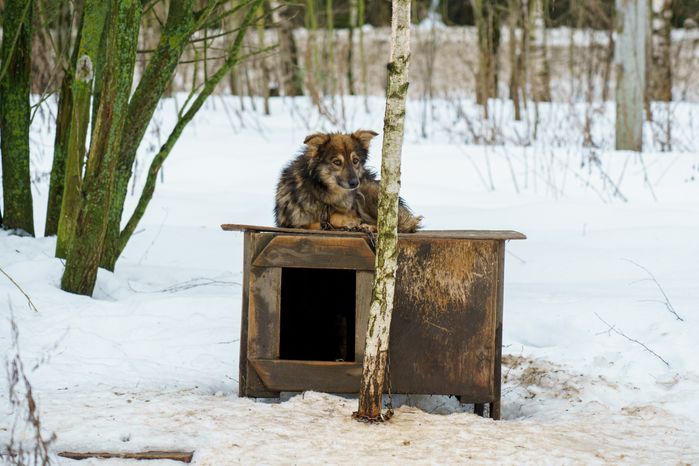 Чукотское стойбище "Хаски парк" в Раменском округе зимой