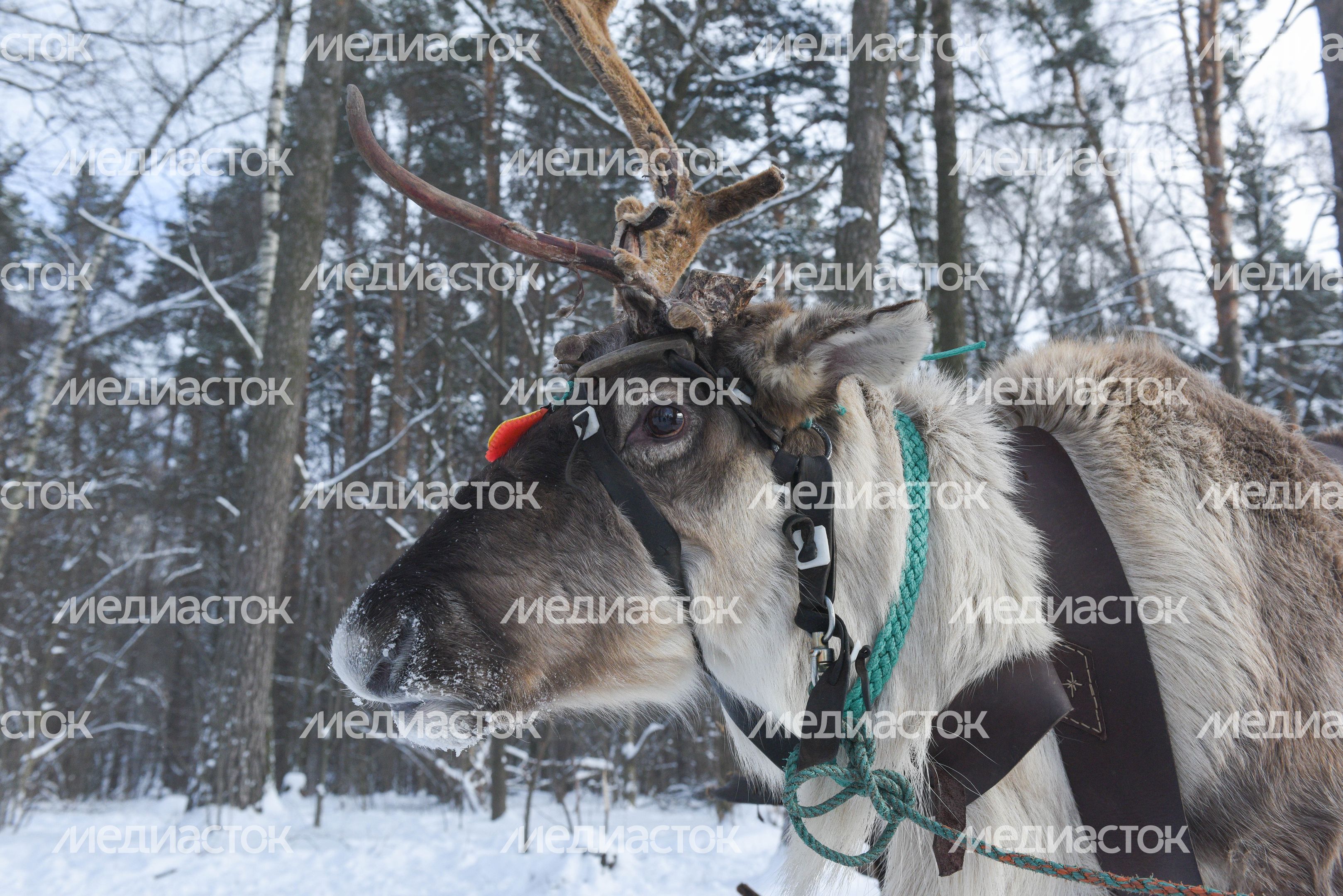 Оленья ферма в Дзержинском