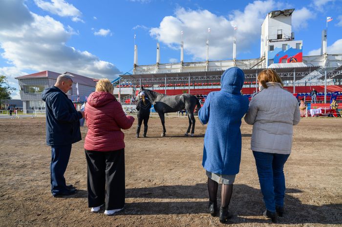 Чемпионат России для лошадей орловской рысистой породы на Раменском ипподроме