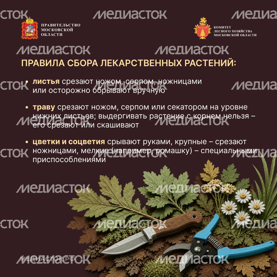 Ягоды, грибы, лекарственные растения квадрат 07