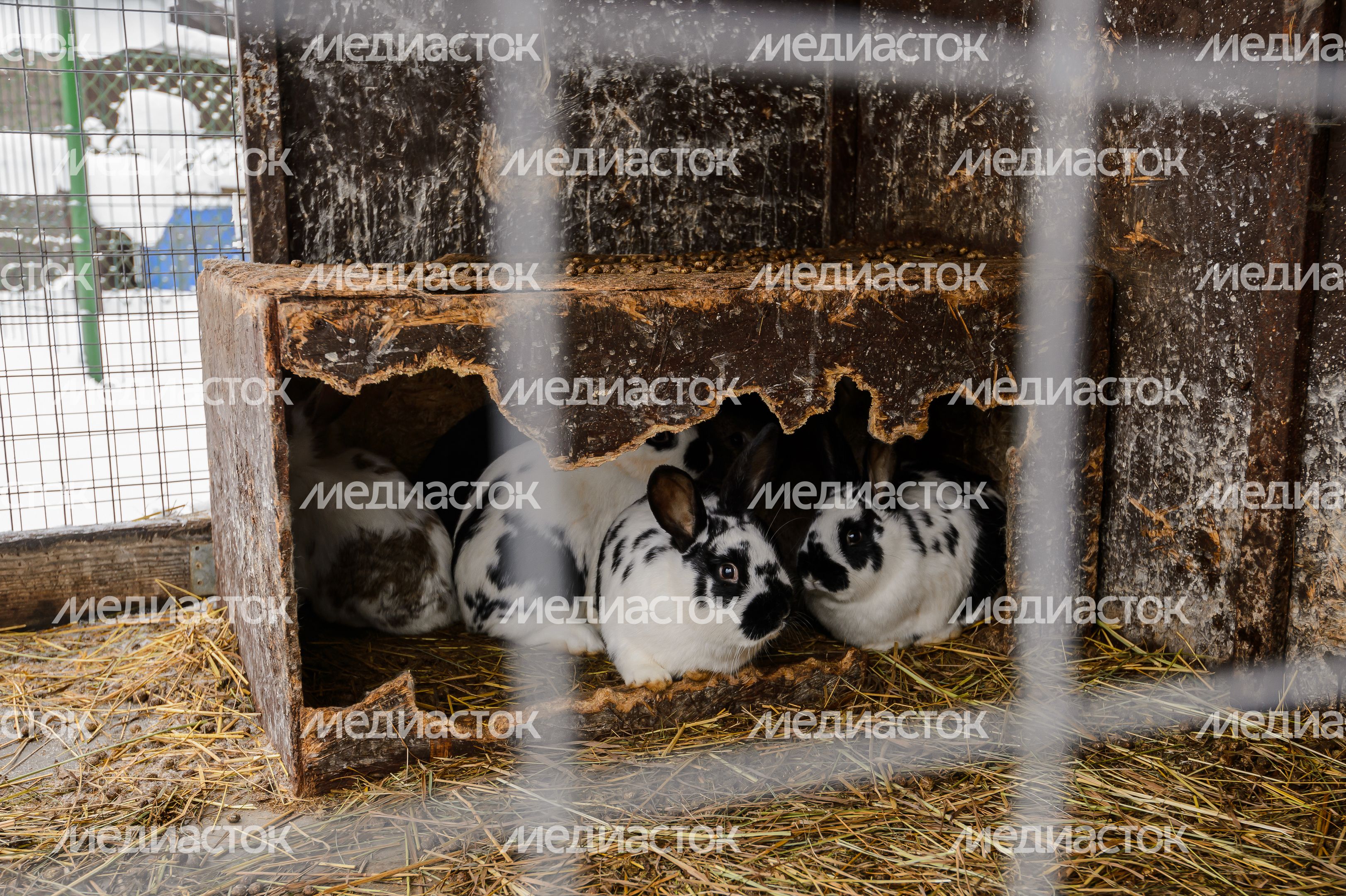 Ферма "Северный олень" под Орехово-Зуево Ферма "Северный олень" под Орехово-Зуево