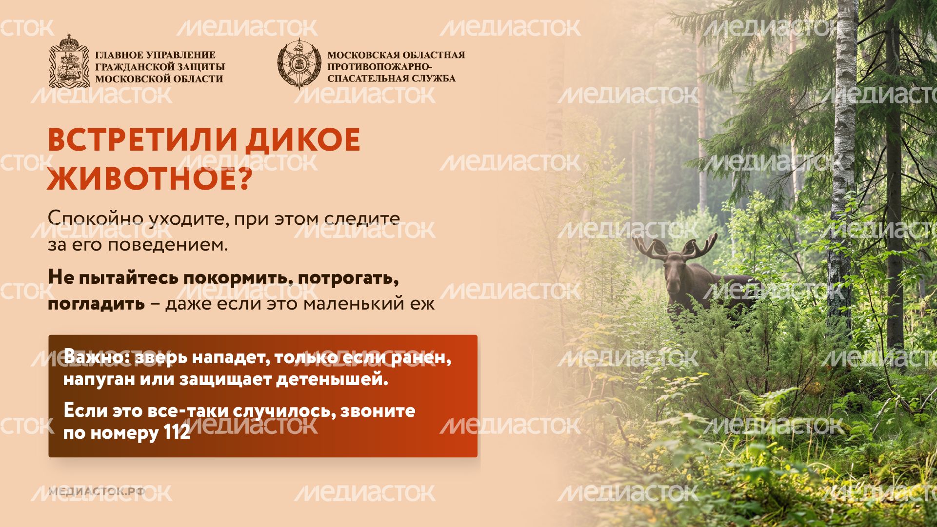 Что делать при встрече с диким животным горизонталь 03 Что делать при встрече с диким животным горизонталь 03