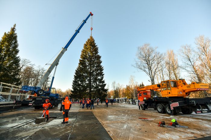 Сруб главной новогодней ели страны в Наро-Фоминском округе Подмосковья