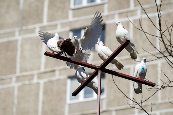 Голубятня в Москве