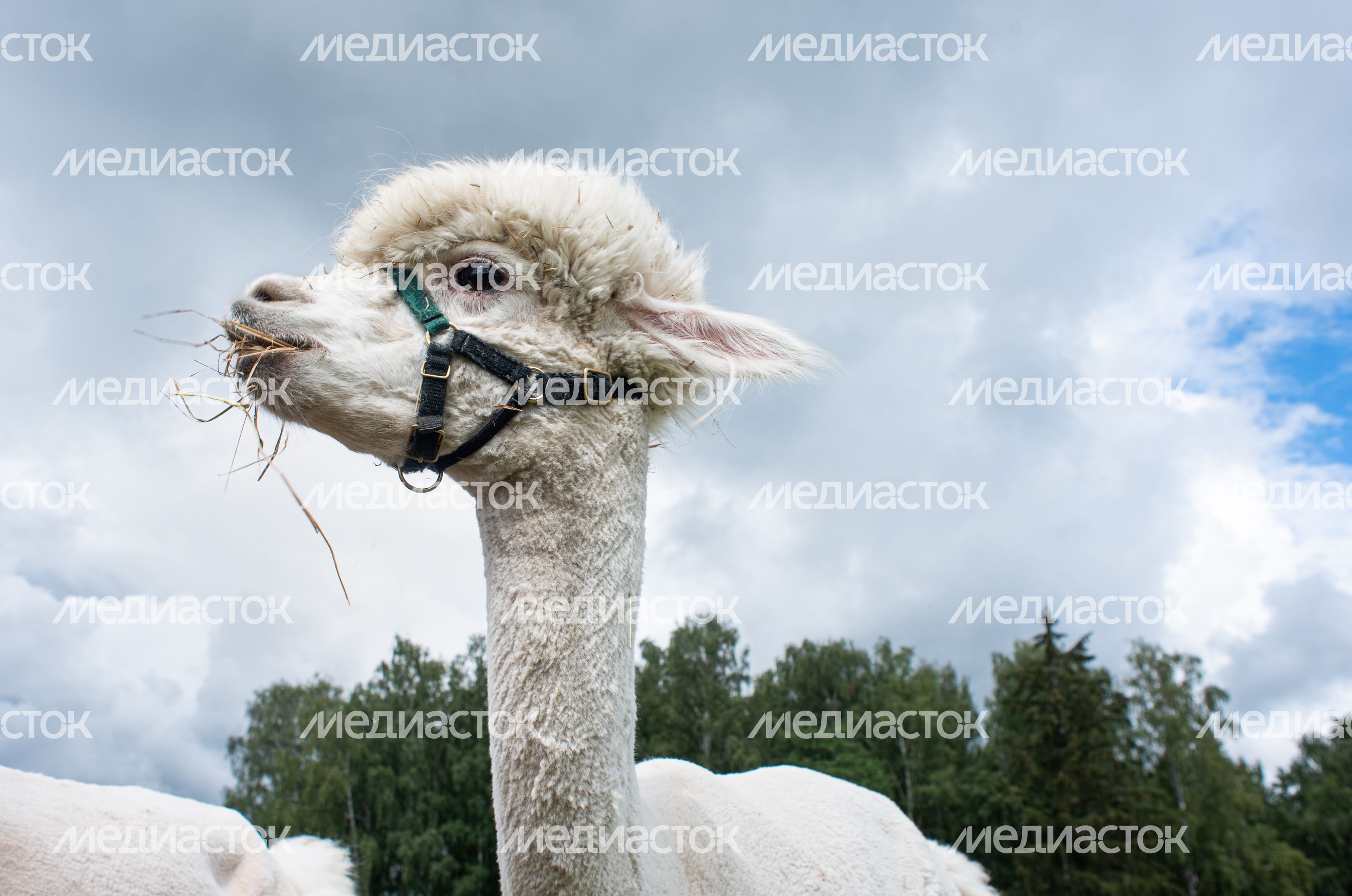 Гастрономический фестиваль Alpaca Wellbeing Fest
