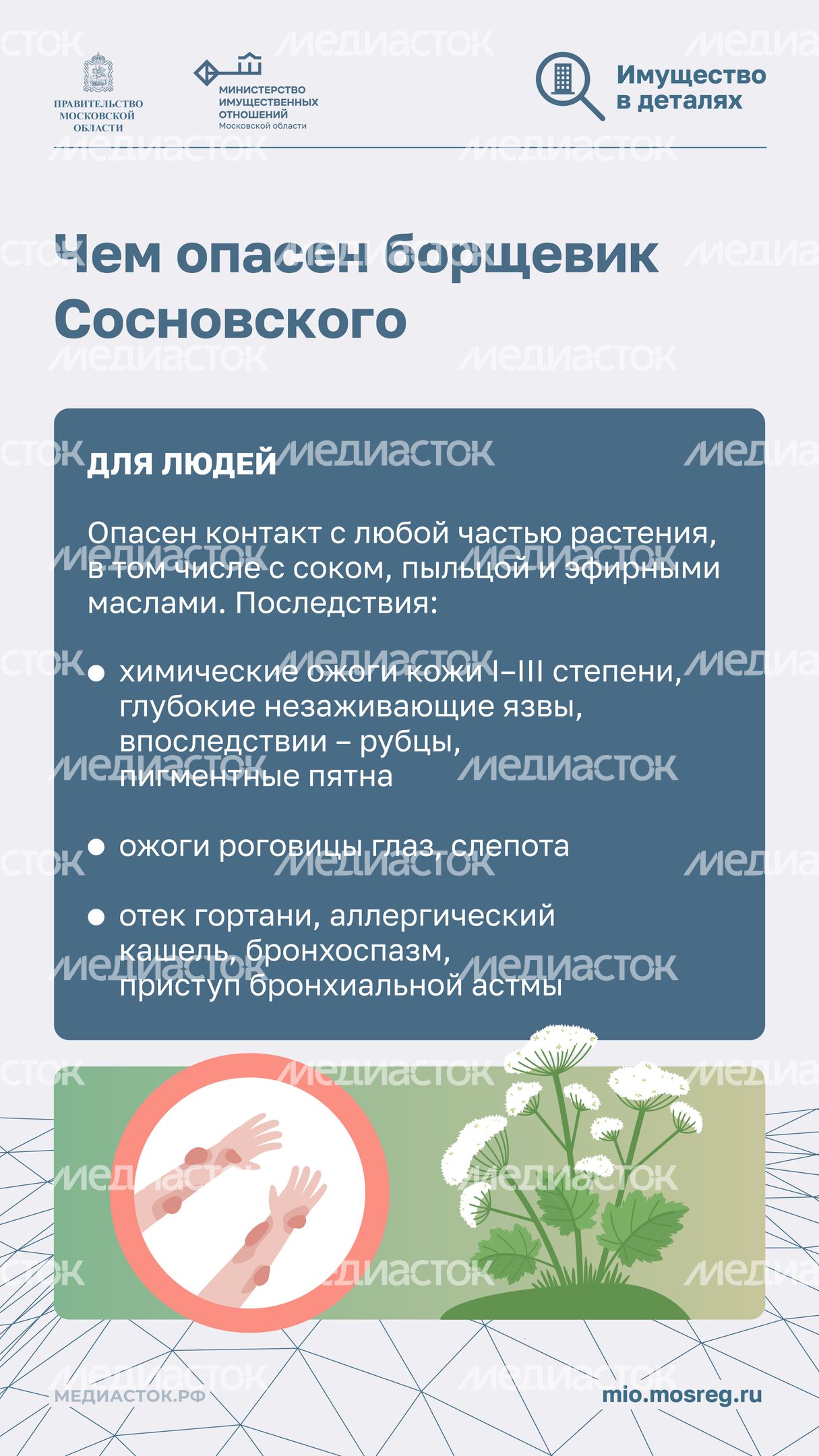 Борьба с борщевиком вертикаль 05