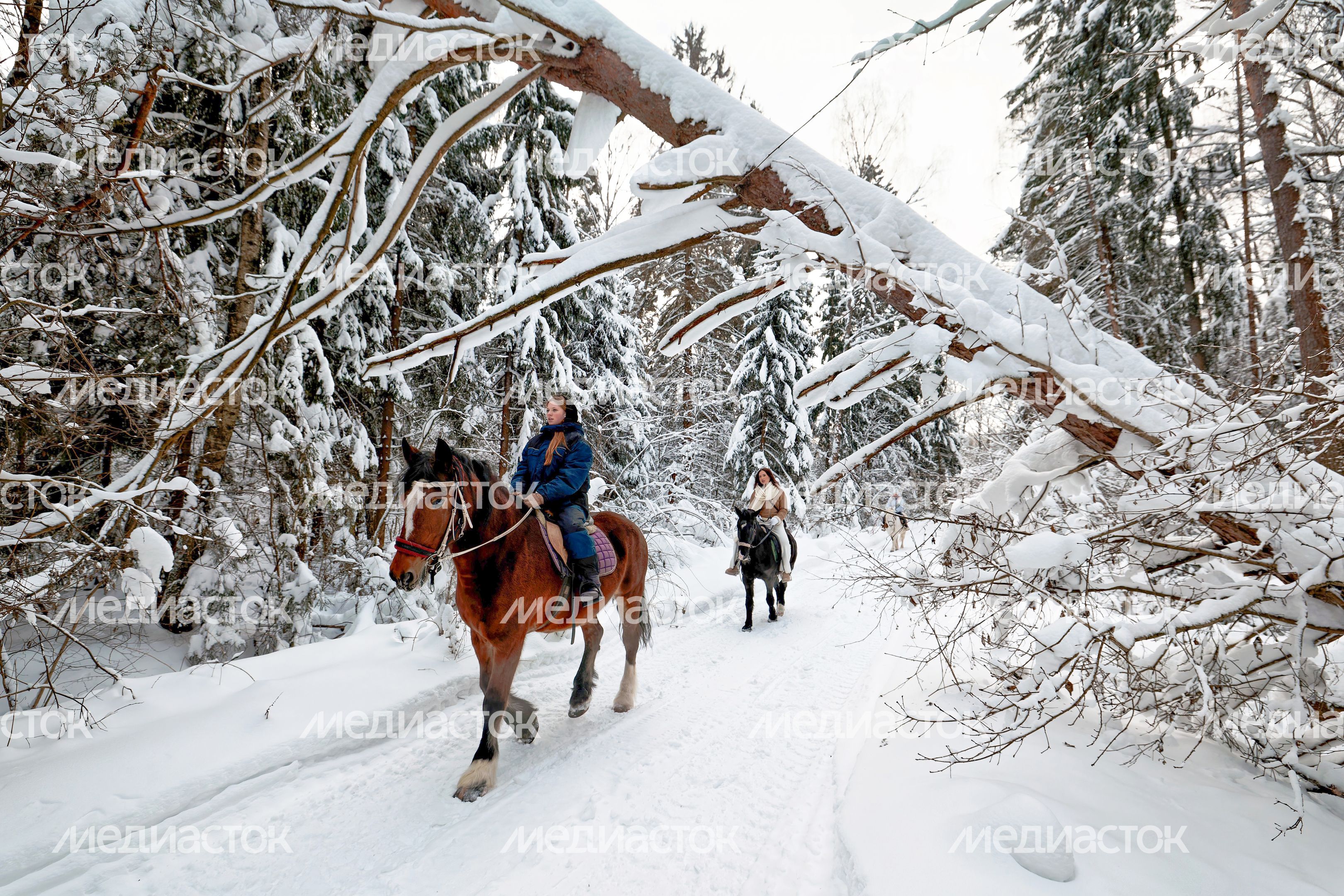 Прогулки на лошадях на «Экзотик ферме» в поселке Назарьево Одинцовского округа