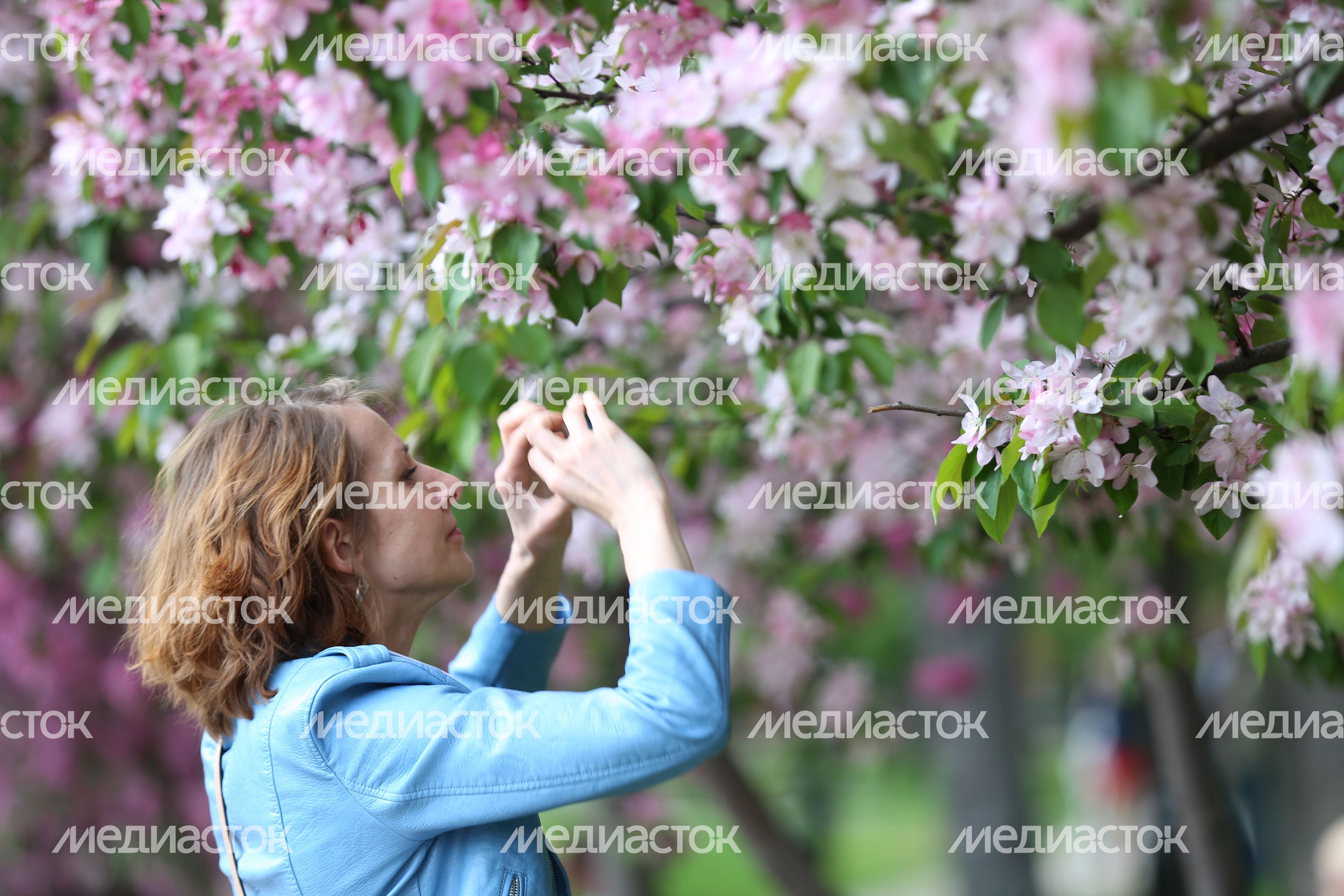 Цветение яблони в Екатерининском саду в Москве