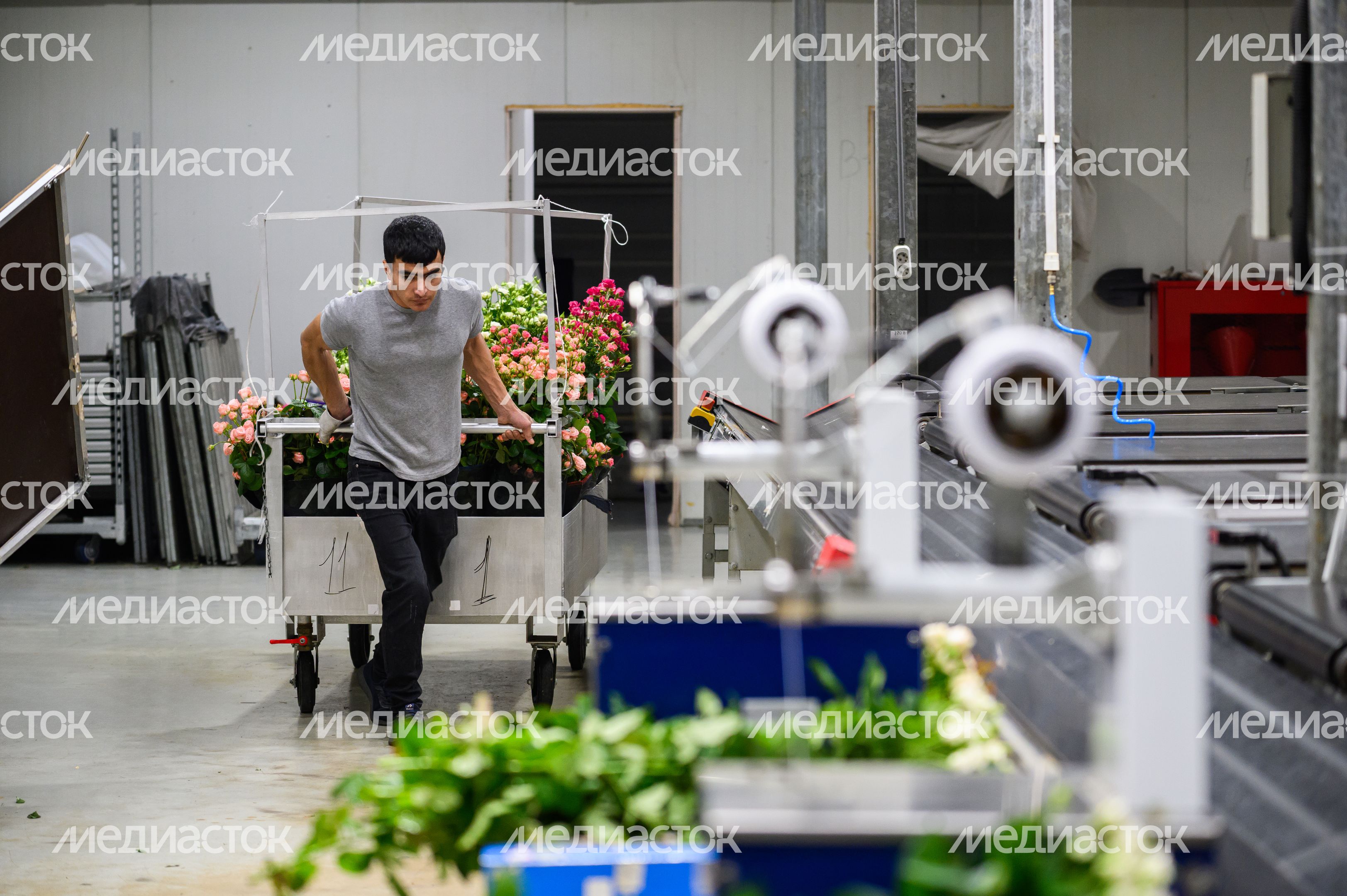 Голландские розы выращивают в тепличном комплексе «Подосинки» в Раменском Голландские розы выращивают в тепличном комплексе «Подосинки» в Раменском
