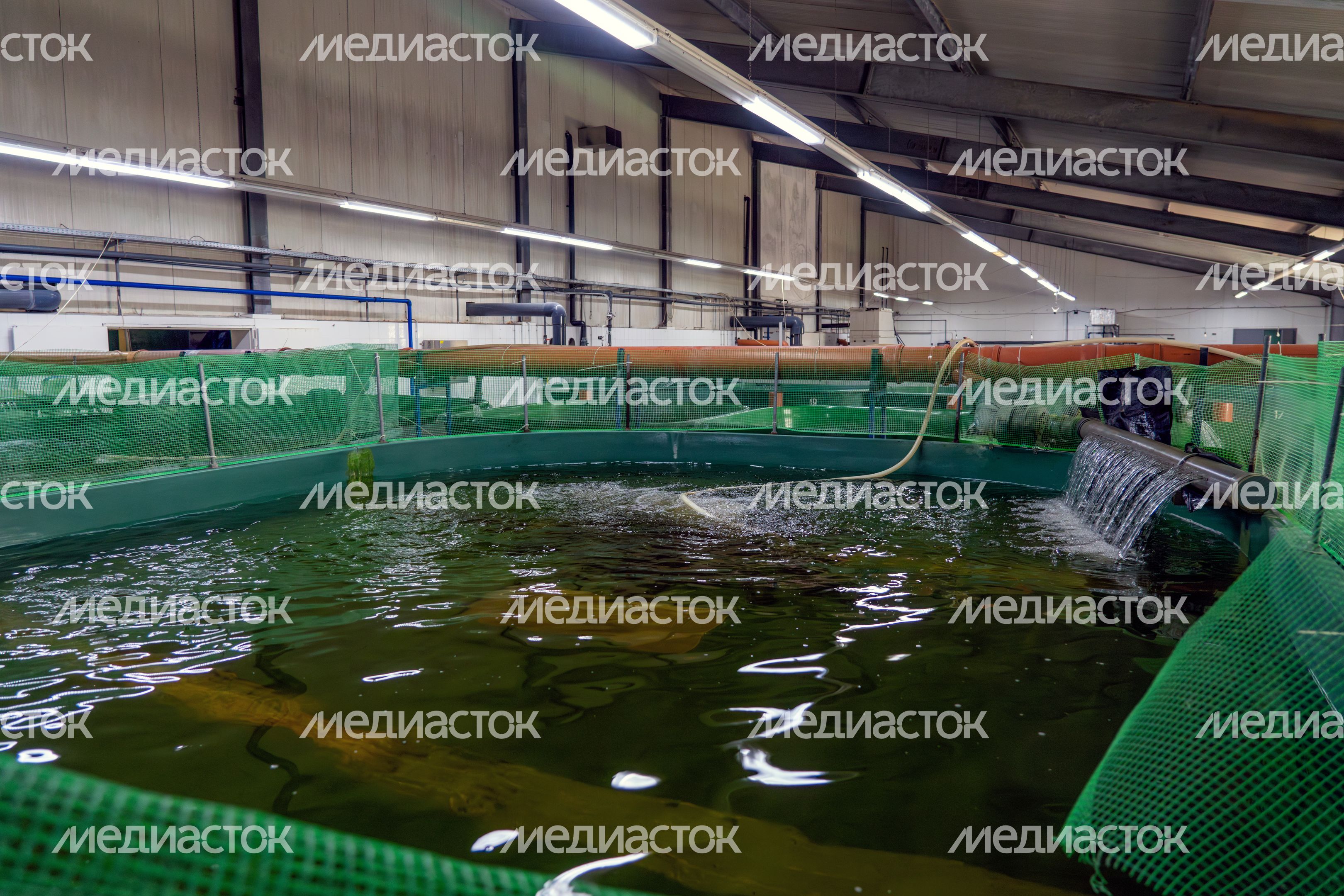 Выращивание редких пород осетровых на Можайском рыбоводном заводе «Главрыбвод» Выращивание редких пород осетровых на Можайском рыбоводном заводе «Главрыбвод»