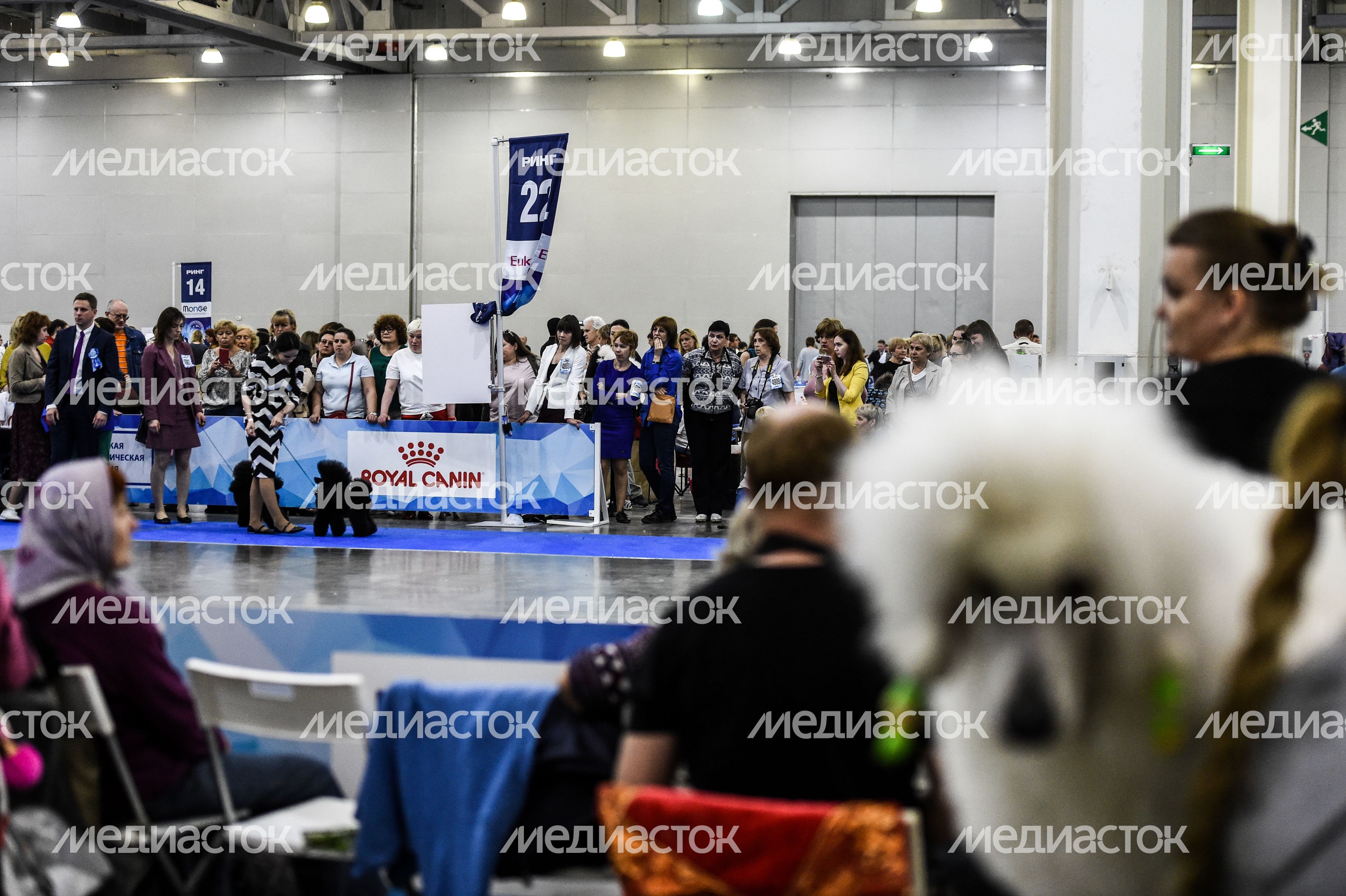 Выставка собак Евразия‑2018 прошла в Подмосковье