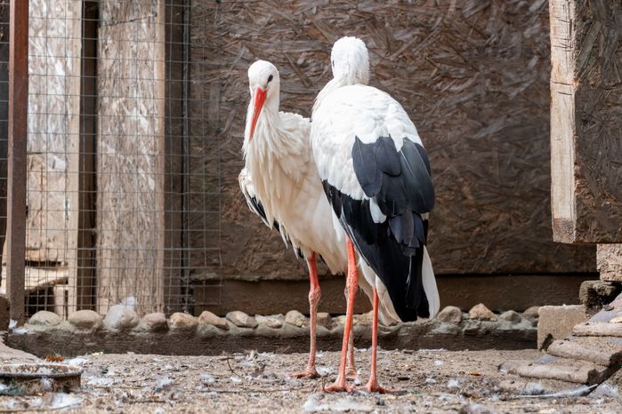 Оленья ферма ZooОleni в Рузском округе летом