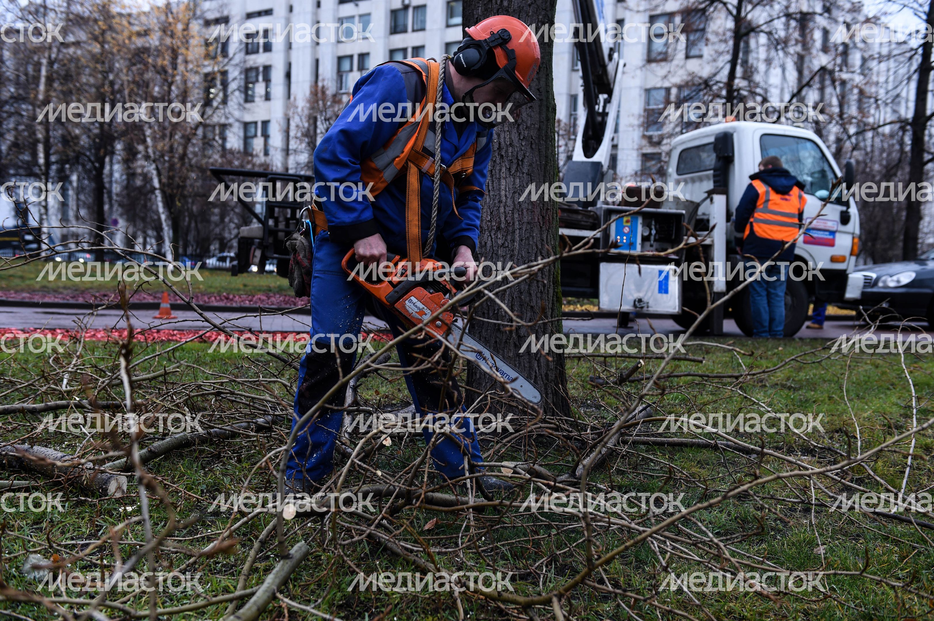 Обрезка тополей в Москве Обрезка тополей в Москве