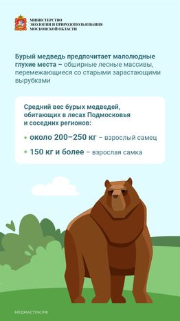 Медведь – сосед, которого нужно знать_вертикаль 03