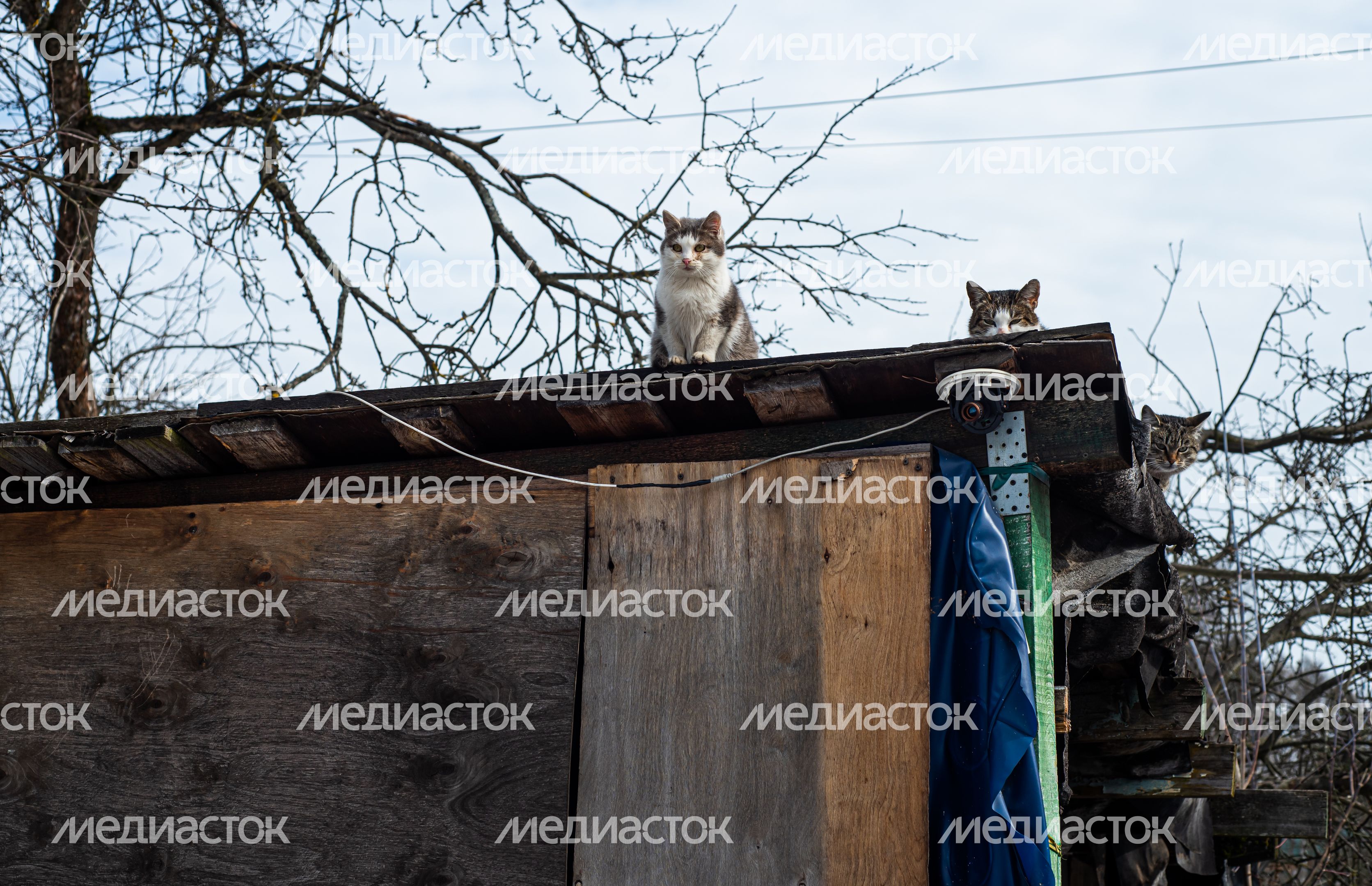 Зимние виды деревни Гребнево