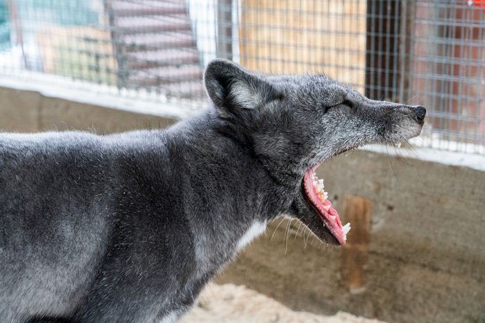 Оленья ферма ZooОleni в Рузском округе летом