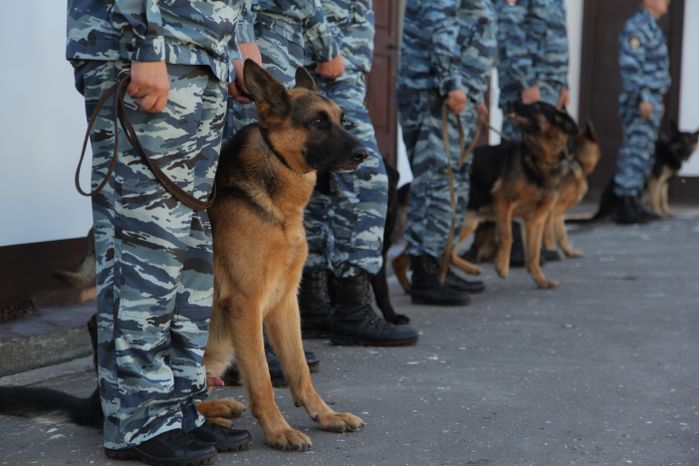 Центр кинологической службы в Дубне