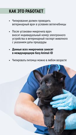 Чипирование-05.jpg