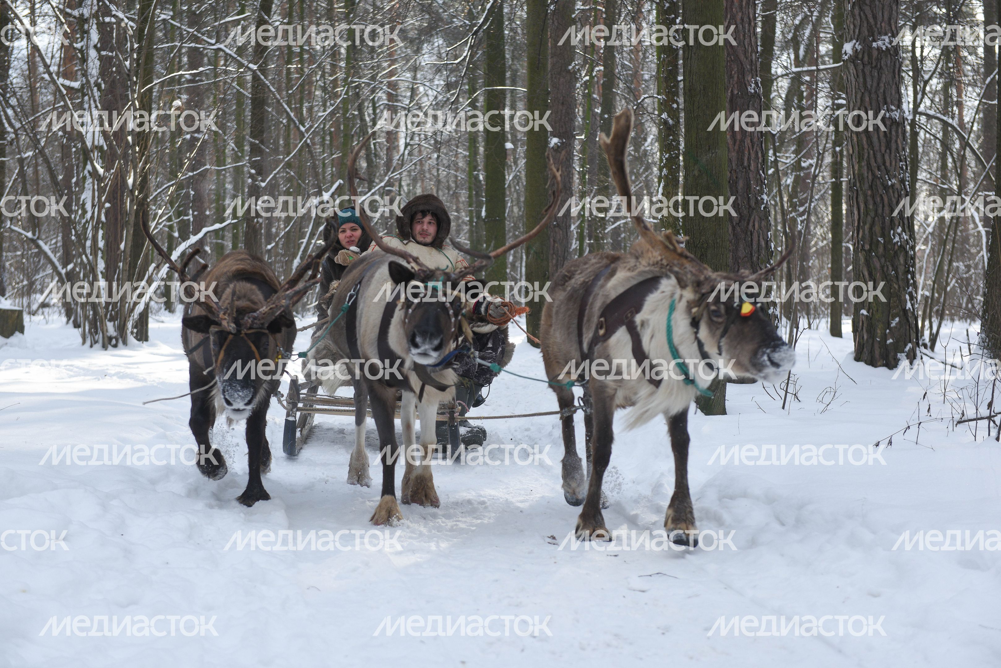 Оленья ферма в Дзержинском