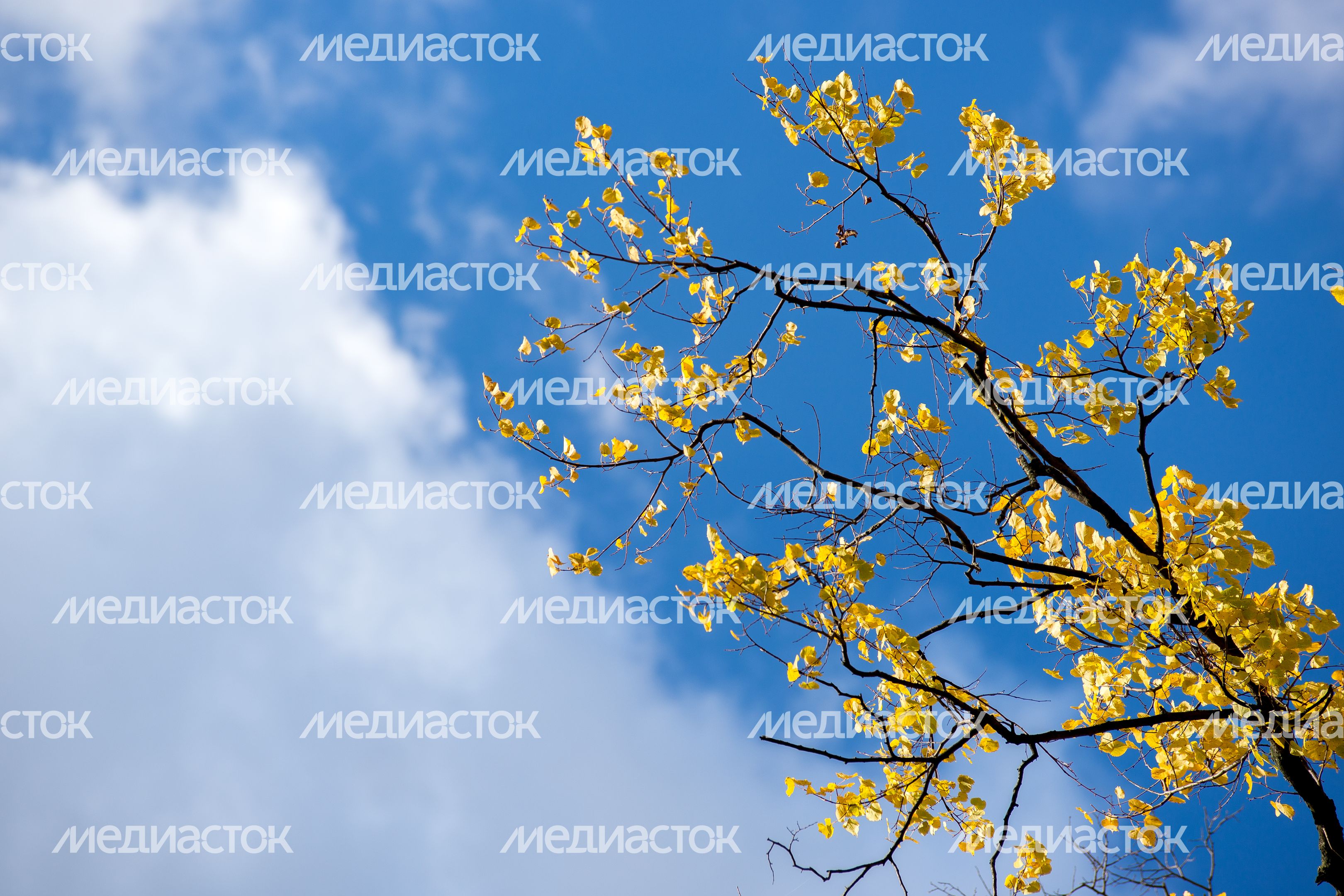 Осень в Подмосковье