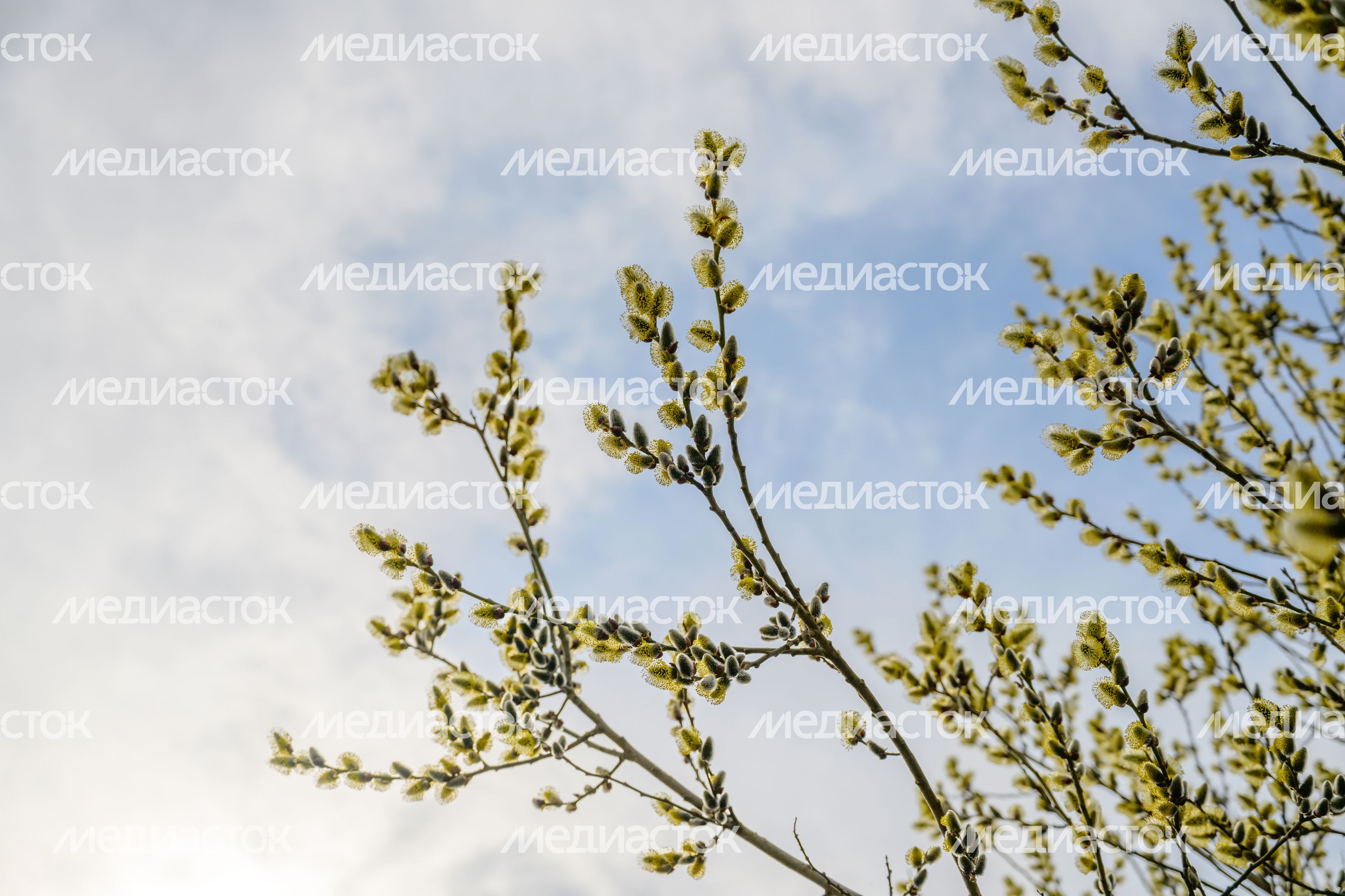 Весна в Подмосковье - расцвела верба Весна в Подмосковье - расцвела верба