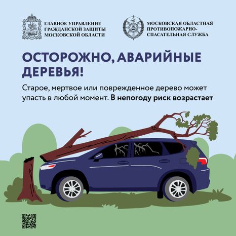 Аварийные деревья_Квадрат-01.jpg